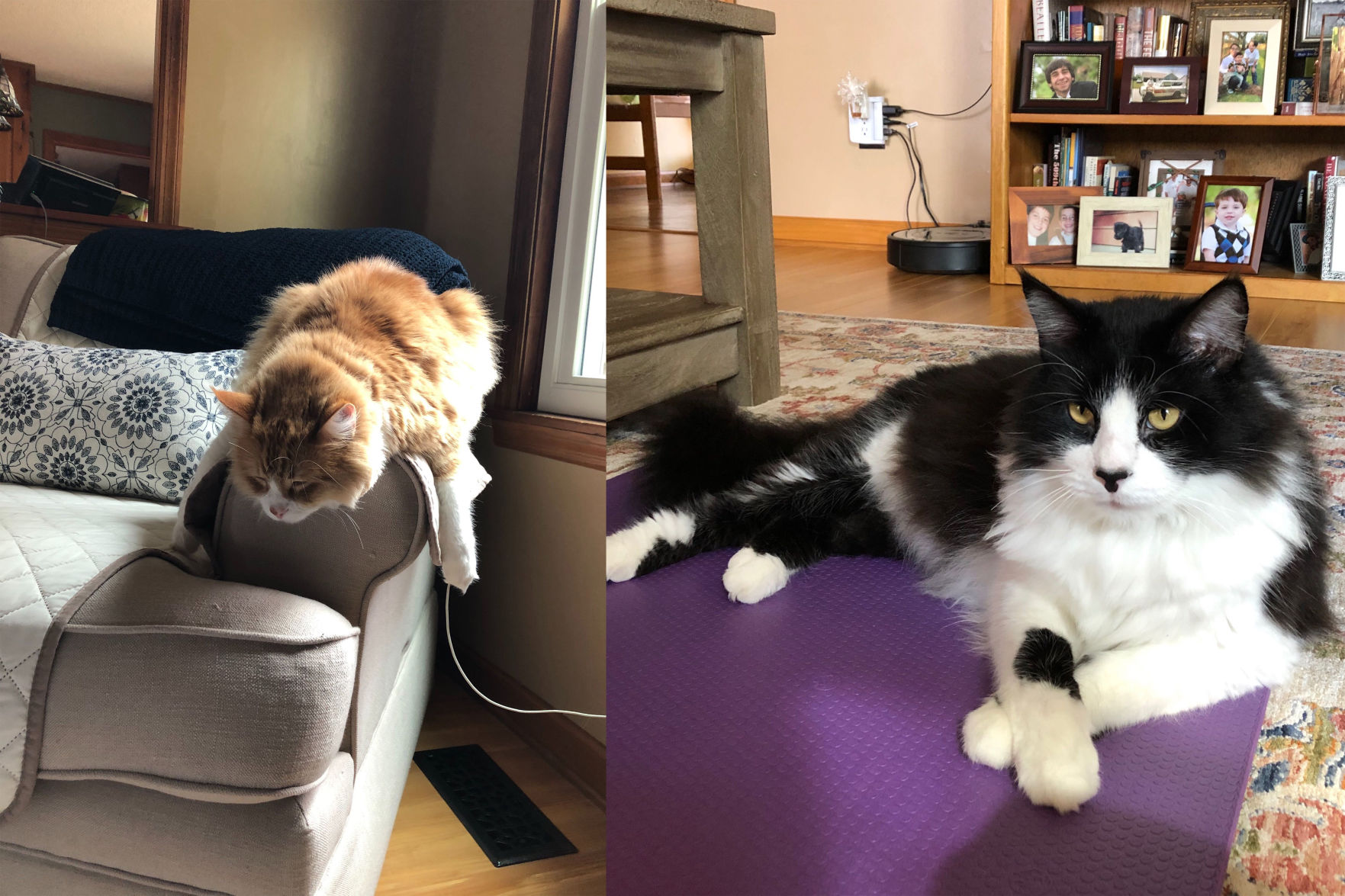 luke's cats